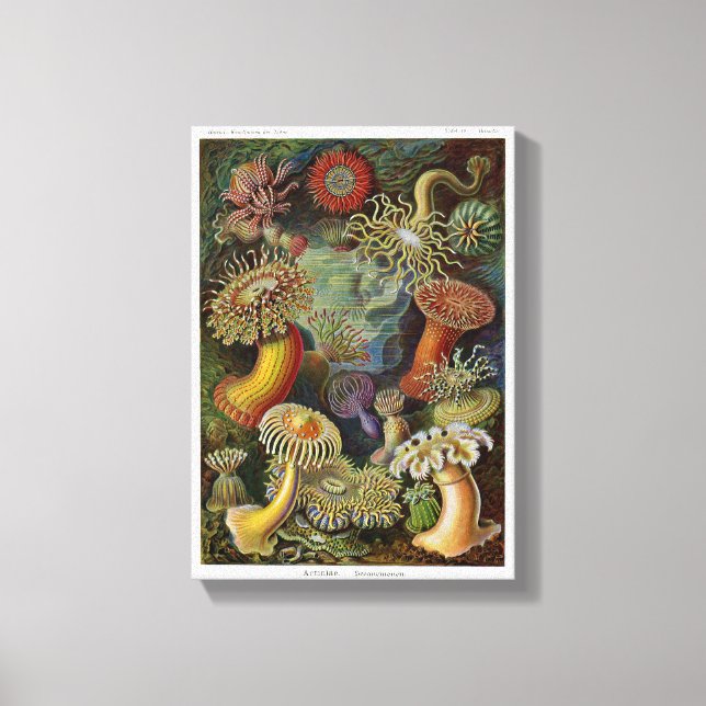 Ernst Haeckel Sea Anemones Canvas Print (Front)