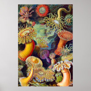 Ernst Haeckel Sea Anemones Marine:Actiniae Poster