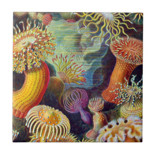 Ernst Haeckel Sea Anemones Marine:Actiniae Tile