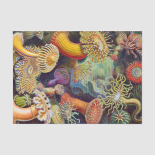 Ernst Haeckel Sea Anemones Marine:Actiniae Tissue Paper