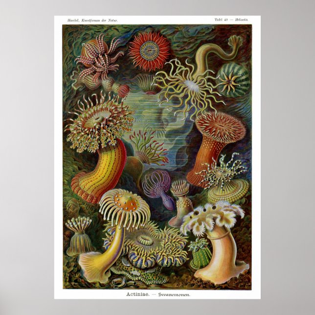 Ernst Haeckel Sea Anemones Poster (Front)