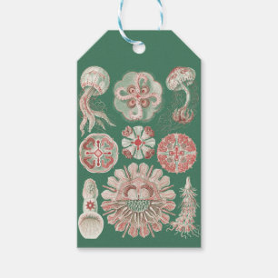Ernst Haeckel Sea Life Pink Jellyfish Green Poster Gift Tags