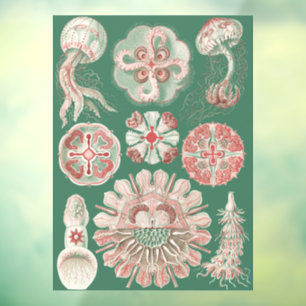 Ernst Haeckel Sea Life Pink Jellyfish Green Poster Window Cling