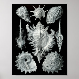 Ernst Haeckel Sea Snails Striking Black & White Poster