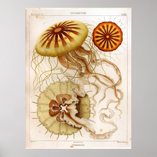 Ernst Haeckel SeaLife Ocean Jellyfish Art Print (Front)