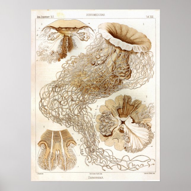 Ernst Haeckel SeaLife Ocean Jellyfish Art Print (Front)
