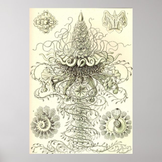 Ernst Haeckel - Siphonophorae3 Poster (Front)