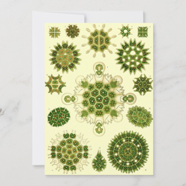 ernst haeckel spores invitation (Front)