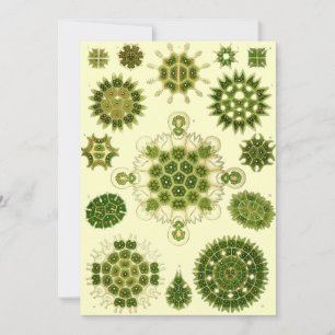 ernst haeckel spores invitation