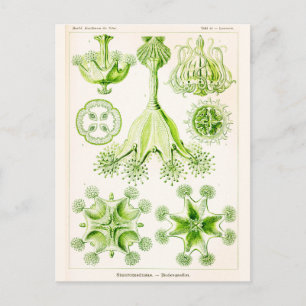 Ernst Haeckel Stauromedusae Stalked Jellyfishes Postcard