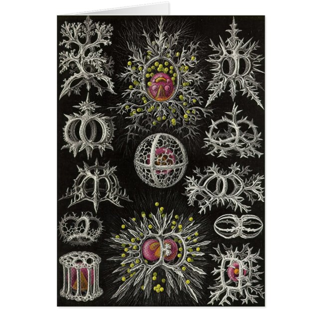 Ernst Haeckel - Stephoidea (Front)
