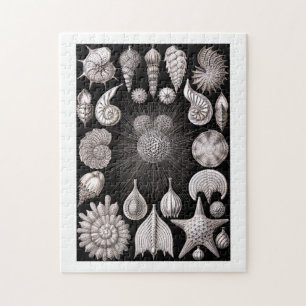 Ernst Haeckel Thalamophora I Jigsaw Puzzle