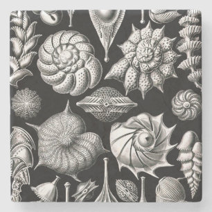 Ernst Haeckel Thalamophora II Stone Coaster
