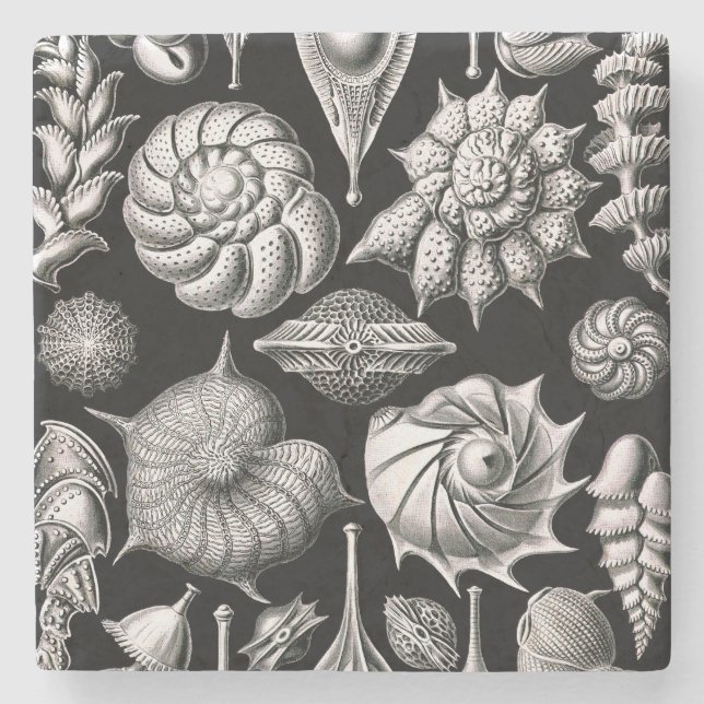Ernst Haeckel Thalamophora II Stone Coaster (Front)