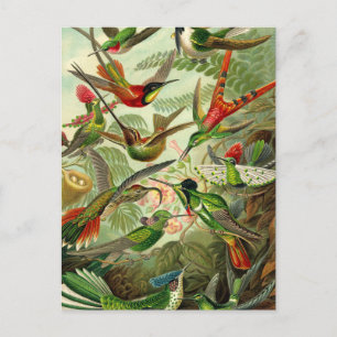 Ernst Haeckel Trochilidae Hummingbird Postcard