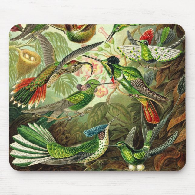 Ernst Haeckel - Trochilidae Hummingbirds Detail2 Mouse Mat (Front)