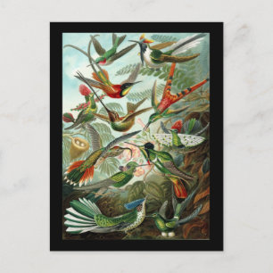 Ernst Haeckel Trochilidae Postcard
