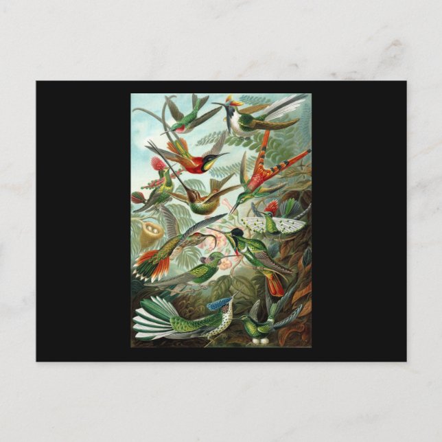 Ernst Haeckel Trochilidae Postcard (Front)
