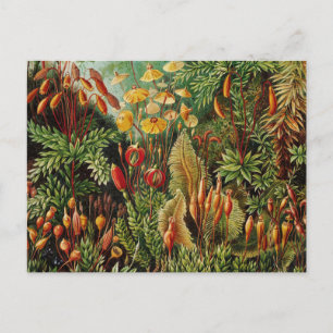 Ernst Haeckel Vintage Botanical Art Postcard