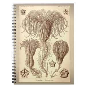 Ernst Haeckel- Vintage Crinoid Illustration Notebook