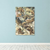 Ernst Haeckel Vintage Reptile Lizard Nature Art