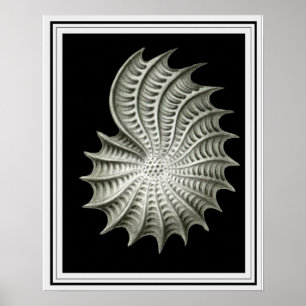 Ernst Haeckel Wall Art 16 x 20