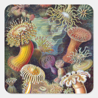 Ernst Haeckel's Actiniae Square Sticker