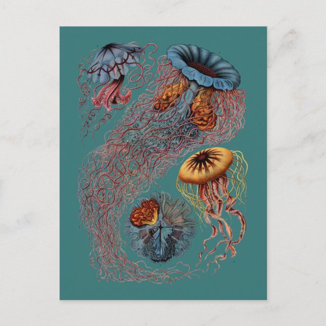 Ernst Haeckel's Disco Medusae Postcard (Front)