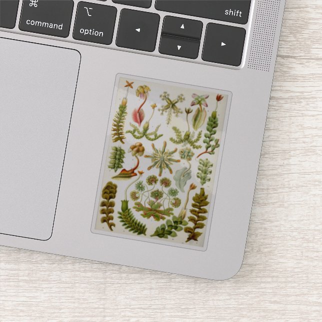 Ernst Haeckel's Illustration of Liverworts (Detail)