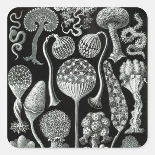 Ernst Haeckel's Mycetozoa Square Sticker