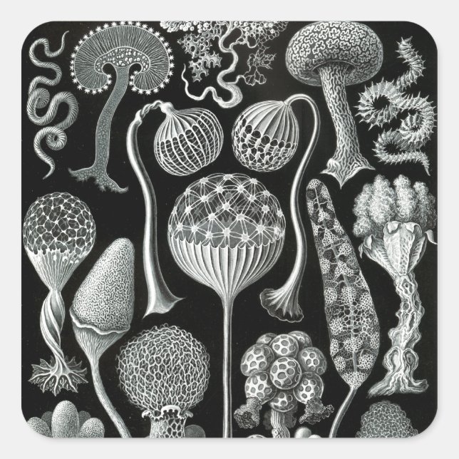 Ernst Haeckel's Mycetozoa Square Sticker (Front)