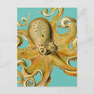 Ernst Haeckel's Octopus Postcard
