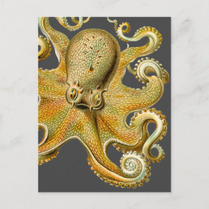 Ernst Haeckel's Octopus Postcard