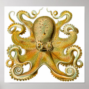 Ernst Haeckel's Octopus Vintage Art Poster