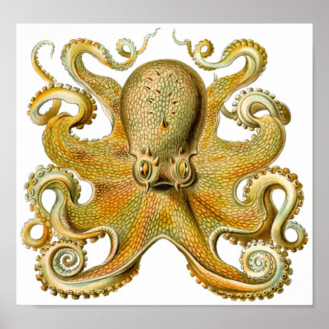 Ernst Haeckel's Octopus Vintage Art Poster (Front)