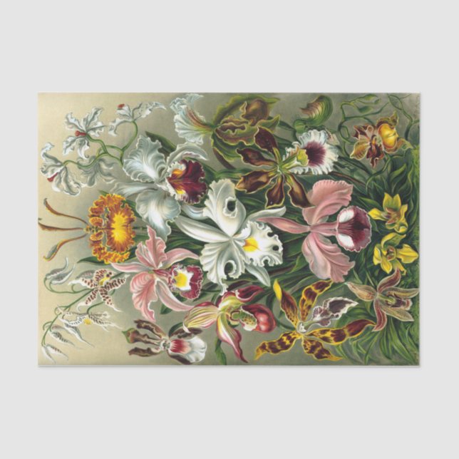 Ernst Haeckel's Orchidaceae Tissue Paper (Front)