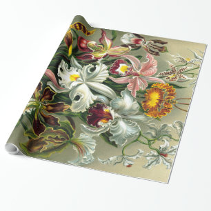 Ernst Haeckel's Orchidaceae Wrapping Paper
