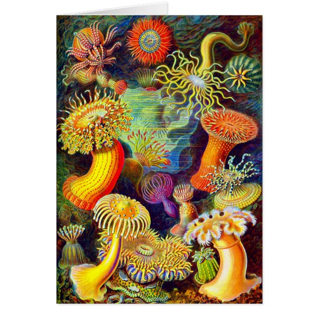Ernst Haeckel's Sea Anemones (Front)