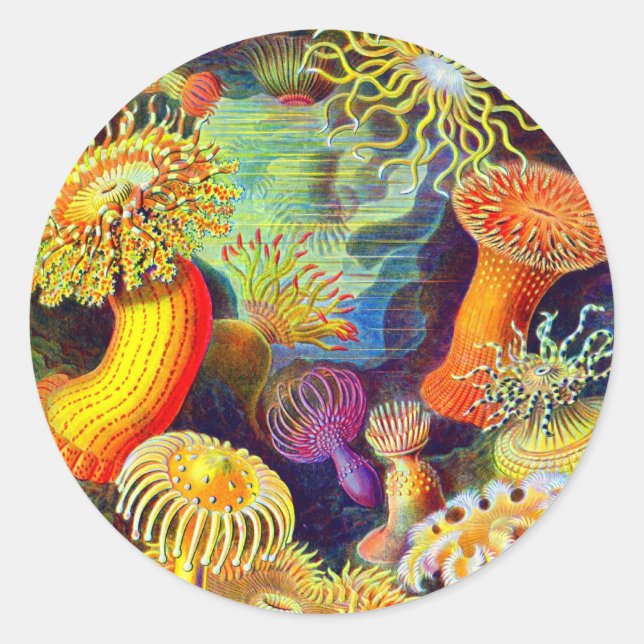 Ernst Haeckel's Sea Anemones Classic Round Sticker (Front)