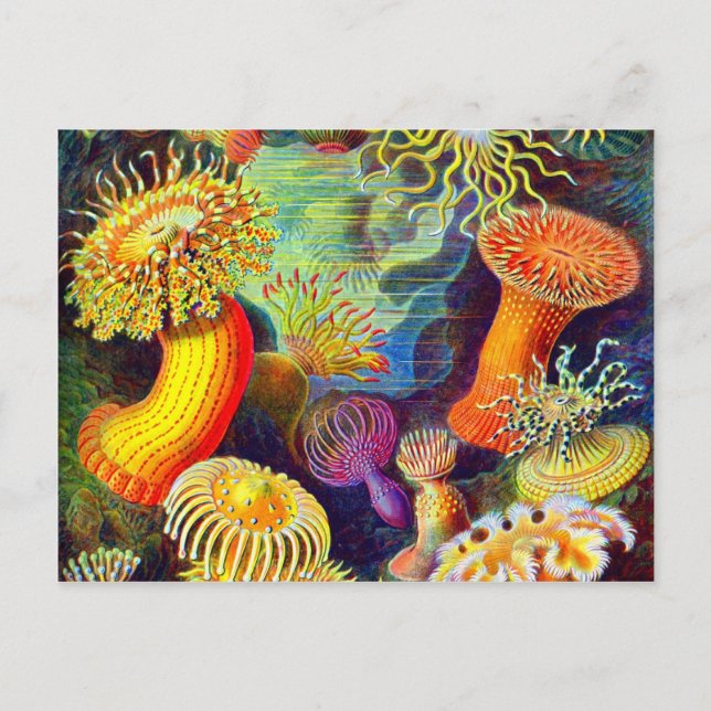 Ernst Haeckel's Sea Anemones Postcard (Front)