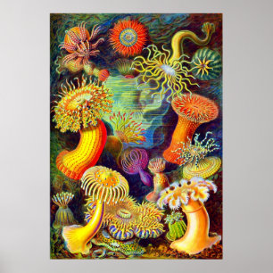 Ernst Haeckel's Sea Anemones Poster