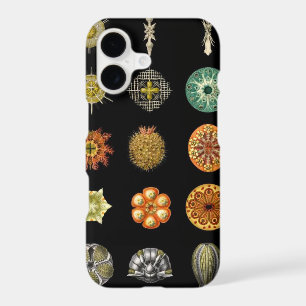 Ernst Haeckel's Undersea Jewels