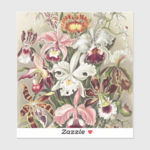 ErnstHaeckel Vintage Botanical Orchid Illustration