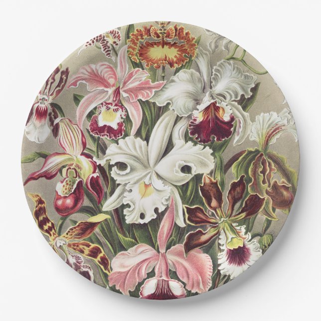 ErnstHaeckel Vintage Botanical Orchid Illustration Paper Plate (Front)