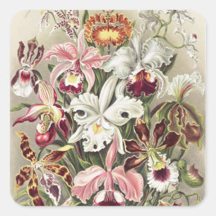 ErnstHaeckel Vintage Botanical Orchid Illustration Square Sticker