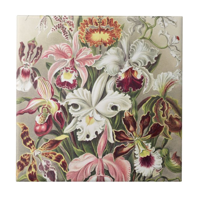 ErnstHaeckel Vintage Botanical Orchid Illustration Tile (Front)