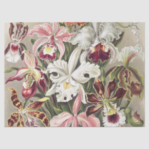 ErnstHaeckel Vintage Botanical Orchid Illustration Tissue Paper