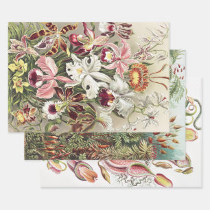 ErnstHaeckel Vintage Botanical Orchid Illustration Wrapping Paper Sheet