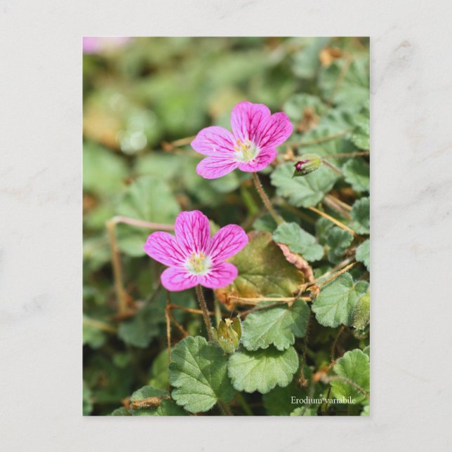 Erodium variabile [Postcard] ポストカード Postcard (Front)
