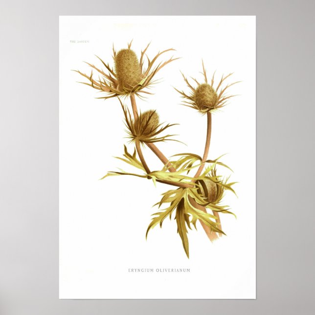 Eryngium oliverianum poster (Front)